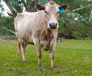 Cow at Farm