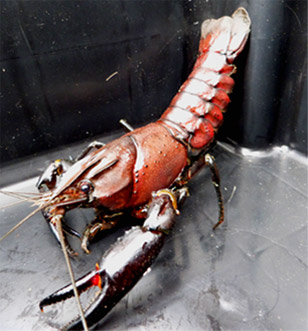 Marron Freshwater Crayfish
